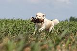 GOLDEN RETRIEVER 397
